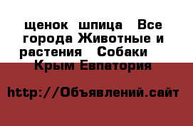 щенок  шпица - Все города Животные и растения » Собаки   . Крым,Евпатория